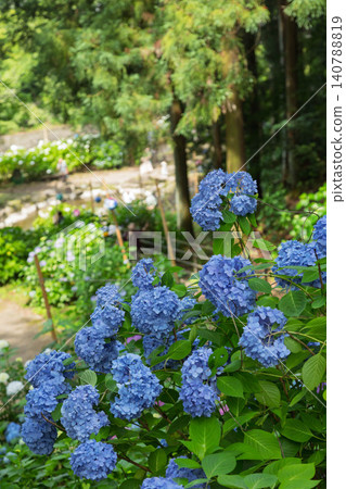 群馬縣澀川市大野池繡球花公園 群馬縣澀川市大野池繡球花公園 140788819