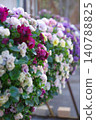 A flowerbed filled with colorful pansies: A spring garden scene. 140788825