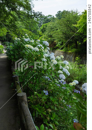 Onoike Hydrangea Park, Shibukawa City, Gunma Prefecture Onoike Hydrangea Park, Shibukawa City, Gunma Prefecture 140788842