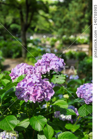 群馬縣澀川市大野池繡球花公園 群馬縣澀川市大野池繡球花公園 140788985