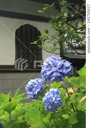 Hydrangea Hydrangea 140789027