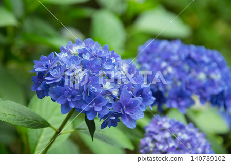 Hydrangea flower Hydrangea flower 140789102