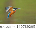 A close-up of a kingfisher in flight, its vibrant blue and orange feathers standing out against a green background. 140789205