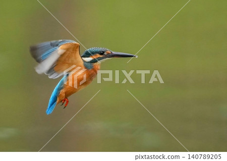A close-up of a kingfisher in flight, its vibrant blue and orange feathers standing out against a green background. 140789205