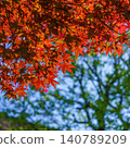 A contrast between the bright red young maple leaves and the blue sky: A natural spring landscape of Japan (background image). 140789209