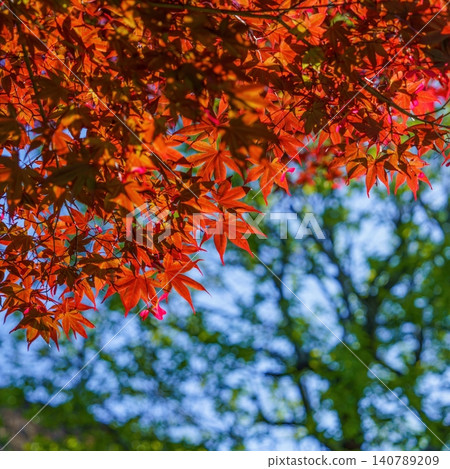 鮮紅的嫩楓葉與蔚藍的天空形成鮮明對比:日本的自然春日景色(背景圖)。 鮮紅的嫩楓葉與蔚藍的天空形成鮮明對比:日本的自然春日景色(背景圖)。 140789209