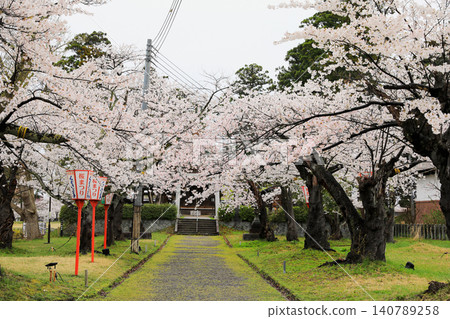 Cherry blossoms at Tsuruoka Park in Yamagata Prefecture Cherry blossoms at Tsuruoka Park in Yamagata Prefecture 140789258