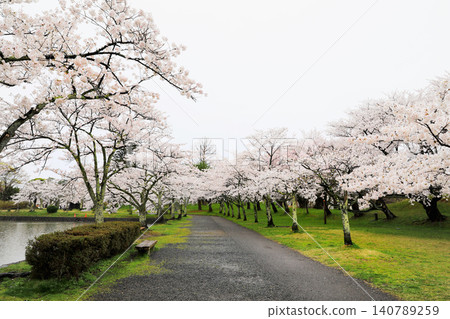 Cherry blossoms at Tsuruoka Park in Yamagata Prefecture Cherry blossoms at Tsuruoka Park in Yamagata Prefecture 140789259