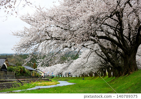Row of cherry blossom trees in Nakayama River Park Row of cherry blossom trees in Nakayama River Park 140789375