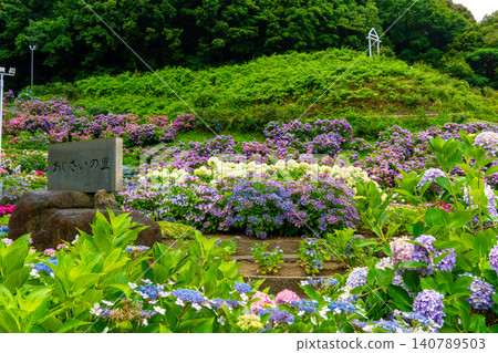 在片原繡球花村的花壇裡，各種顏色的繡球花競相綻放。 140789503