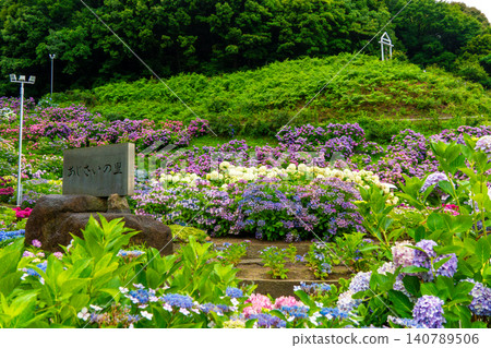 Flowerbeds in Katahara Hydrangea Village where hydrangeas of various colors are in bloom 140789506