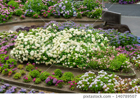 Flowerbeds in Katahara Hydrangea Village where hydrangeas of various colors are in bloom Flowerbeds in Katahara Hydrangea Village where hydrangeas of various colors are in bloom 140789507