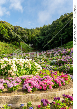 Flowerbeds in Katahara Hydrangea Village where hydrangeas of various colors are in bloom Flowerbeds in Katahara Hydrangea Village where hydrangeas of various colors are in bloom 140789509