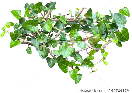 A cutout of ivy with intricately shaped vines (transparent background). 140789579