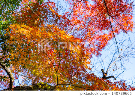 久津神社的秋葉（埼玉縣越谷市/11月） 140789665