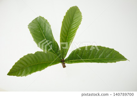 Loquat leaves, studio photography Loquat leaves, studio photography 140789700
