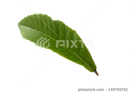 Loquat leaves, studio photography Loquat leaves, studio photography 140789702