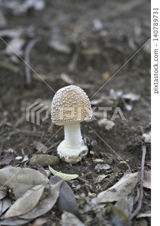 鵝膏菌的真菌 140789731