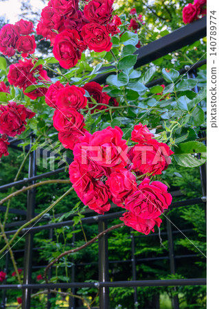 Climbing rose (Toyohira Park) _3253 Climbing rose (Toyohira Park) _3253 140789774