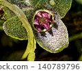 Flowers of the Japanese endemic species, Aristolochiaceae, Suzukakanaoi 140789796