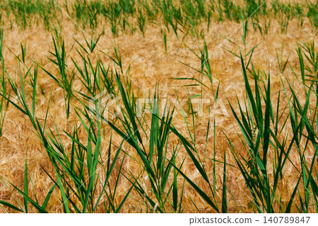 Field of dry and fresh green grass 140789847