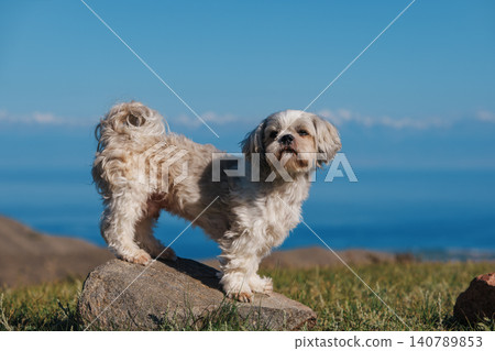 Shih tzu dog standing on stone in the mountains on lake background Shih tzu dog standing on stone in the mountains on lake background 140789853