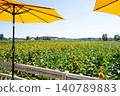 A field of sunflowers and parasols under the summer sky 140789883