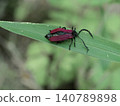 Female of the beetle *Luciola cruciata*, which has red warning coloration. 140789898