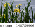Naturalized plant, Iris pseudacorus, blooming 140789906