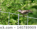 Starling fledglings 140789909
