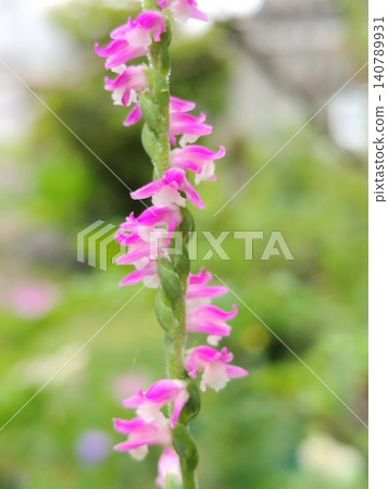 Spiranthes sinensis Spiranthes sinensis 140789931
