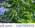 New leaves of the horse chestnut tree (Aesculus hippocastanum), a member of the Sapindaceae family. 140789938