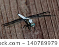 A male Shioya tombo (Odonata) perches on an artificial object near water. 140789979