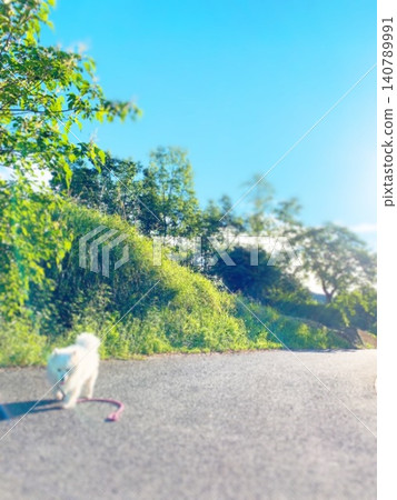 斯皮茲沿著路跑 斯皮茲沿著路跑 140789991