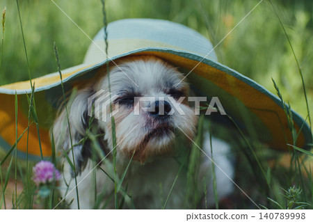 Cute shih tzu dog with hat on his head sitting in summer meadow Cute shih tzu dog with hat on his head sitting in summer meadow 140789998
