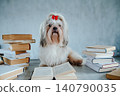 Clever shih tzu dog among books 140790035