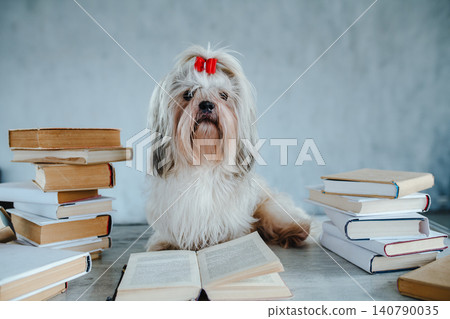 Clever shih tzu dog among books Clever shih tzu dog among books 140790035