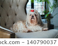 Shih tzu dog sitting in armchair in luxurious interior 140790037