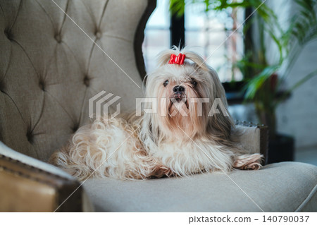 Shih tzu dog sitting in armchair in luxurious interior 140790037