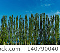 Poplar alley on blue sky background in summer 140790040