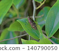 A blue-spotted jewel beetle (Chrysochroa fulgidissima) perched on a branch of a hackberry tree. 140790050