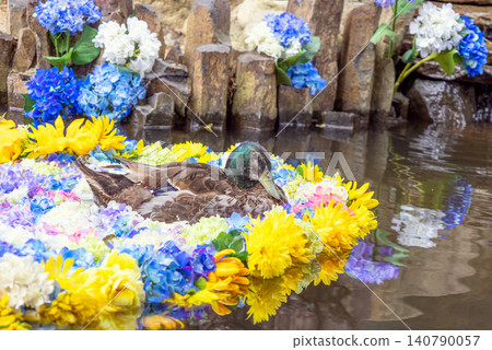 繡球花和鴨子漂浮在池塘上 140790057