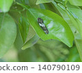 A fourth-instar larva of the swallowtail butterfly (Papilio xuthus) feeding on a summer orange leaf. 140790109