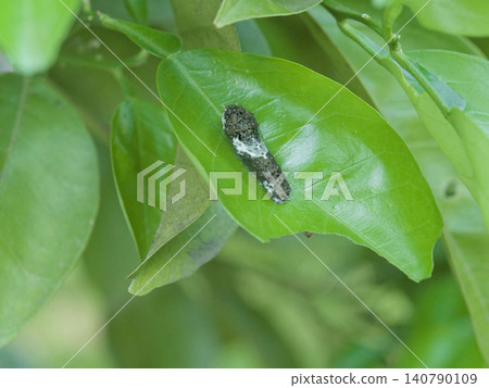 一隻鳳蝶(Papilio xuthus)的四齡幼蟲正在吃夏橙葉。 一隻鳳蝶(Papilio xuthus)的四齡幼蟲正在吃夏橙葉。 140790109