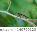 A buprestidae (Buprestidae) resting on a branch of a Chinese hackberry 140790123