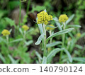 Yellow flowers of the biennial plant of the Asteraceae family, chickweed 140790124