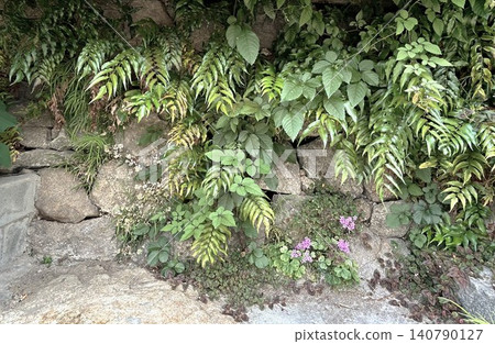 岩石和植物背景 岩石和植物背景 140790127
