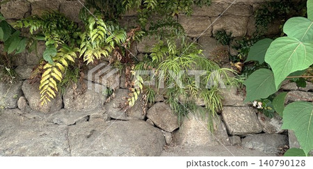 Fern plants that grow on stone walls 140790128