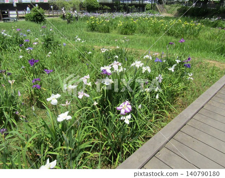 伊塔科鳶尾花節 - 鳶尾花 伊塔科鳶尾花節 - 鳶尾花 140790180