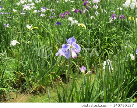 Irises at the Itako Iris Festival Irises at the Itako Iris Festival 140790187